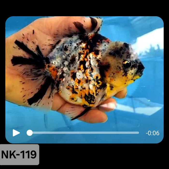 Thai Calico Yuanbao Oranda 4.00 inch Body (NK-119)