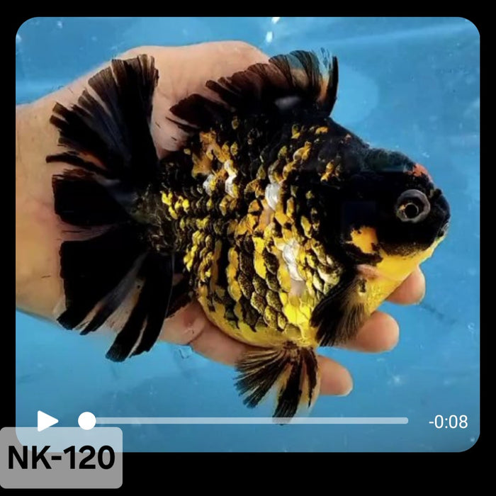 Thai Tiger Calico Yuanbao Oranda 4.00 inch Body (NK-120)