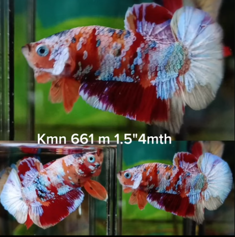 X(KMN-661) Male Nemo Galaxy HMPK