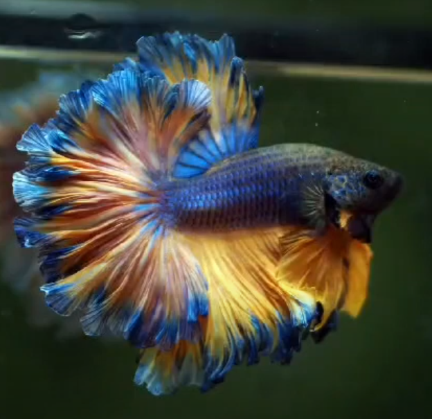 Blue mustard 2024 betta care