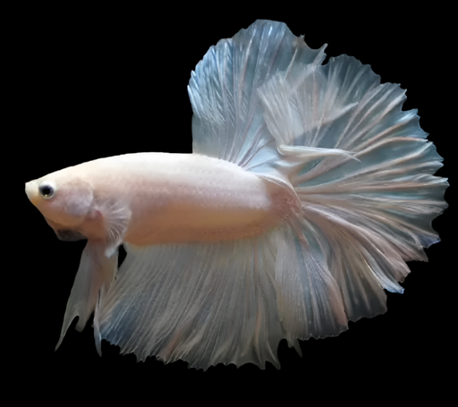 Opal White Halfmoon Rosetail Male Betta