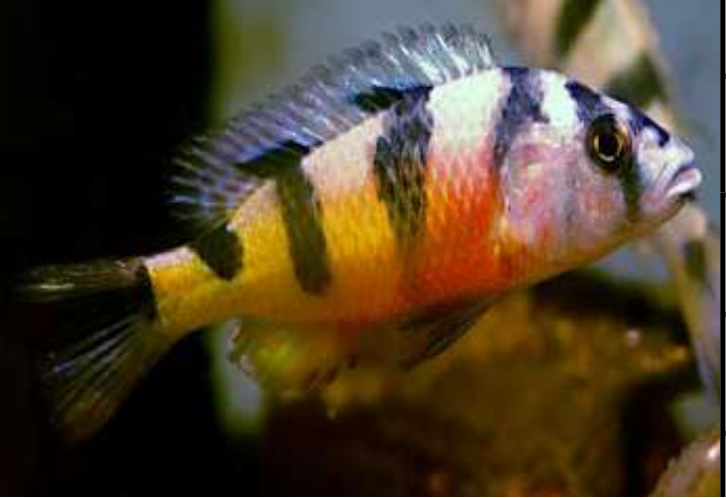 Live Aquarium Cichlid Zebra Obliquidens Cichlid (HAPLOCHROMIS OBLIQUIDENS)(CHD-122)