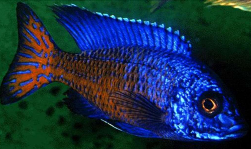 Live Fish African Cichlid Ngara Flame Tail Peacock (Aulonocara Stuartgranti Ngara) (CHD-123) U028