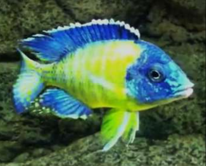(CHD-026) Blue Neon Peacock Cichlid (Aulonocara sp.) 4.00 inch + Male
