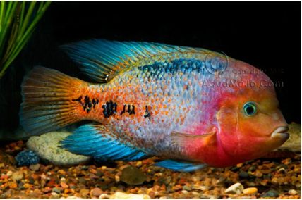 Vieja Melanurus, QUETZAL CICHLID (PARATHRAPS SYNSPILUM) (CHD-142)