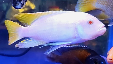 Live Fish African Cichlid Albino Ice Blue (Metriaclima Greshakei (CHD-056)