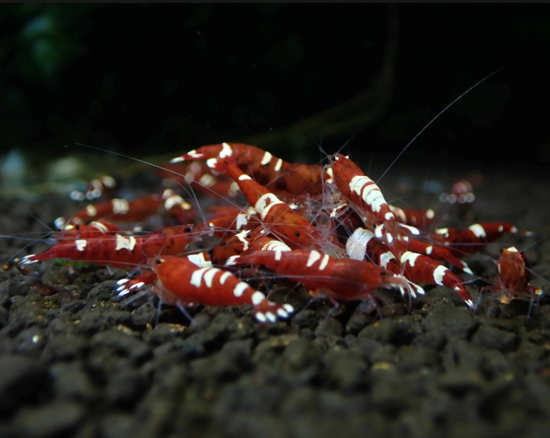 Live Freshwater Aquarium Shrimp Red King Kong (Caridina sp.) 3/$25, 5/$45(FS-035)