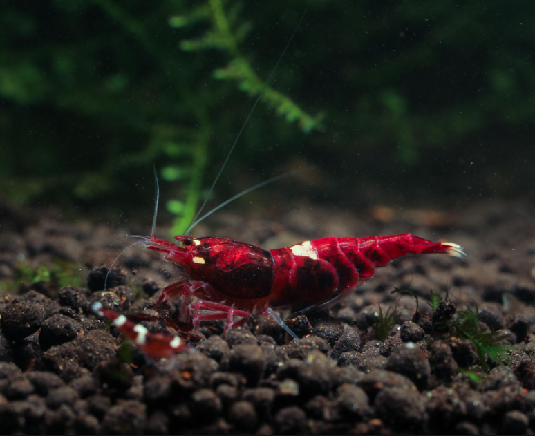 Live Freshwater Aquarium Shrimp Super Red Stripe (Caridina) 3/$30, 5/$55(FS-038)