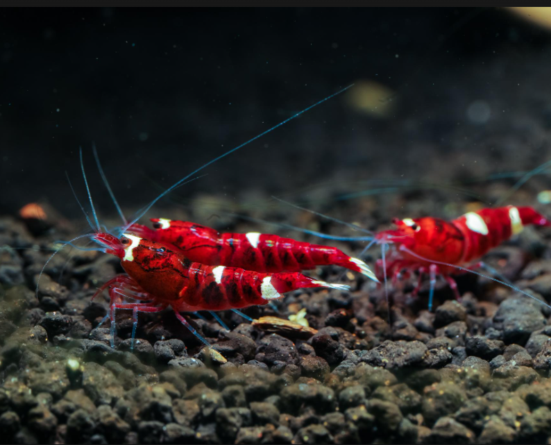 Live Freshwater Aquarium Shrimp Super Red Stripe (Caridina) 3/$30, 5/$55(FS-038)