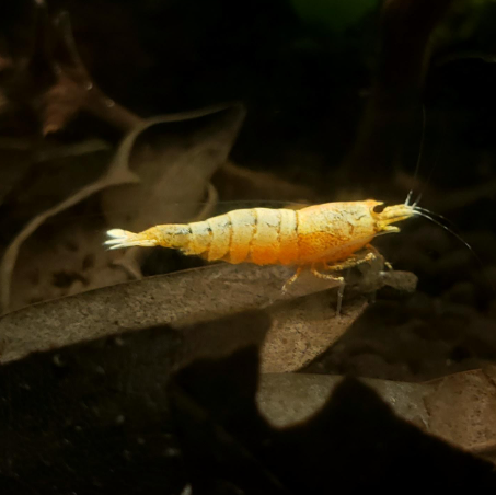 Live Freshwater Aquarium Shrimp Golden Bee (Caridina) 5/$25  10/$45(FS-042)