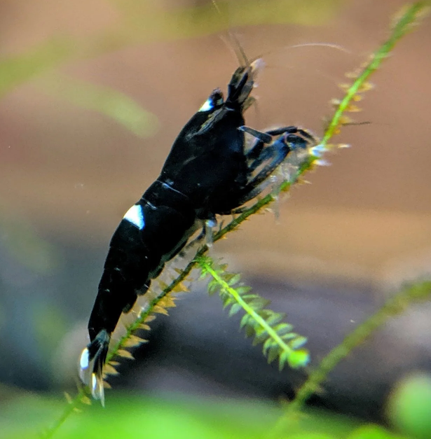 Live Freshwater Aquarium Shrimp Black King Kong Extreme (Caridina sp.)  3/$30, 5/$55(FS-043)