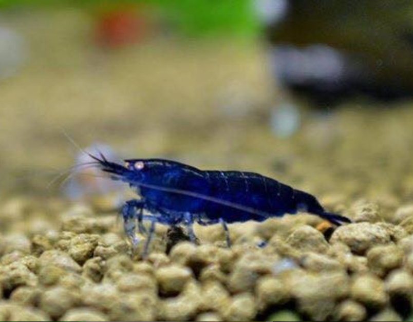 Live Freshwater Aquarium Fancy Premium High Grade Blue Diamond/Ocean Blue Shrimp 5/$25, 10/$45, 20/$85 (Neocaridina sp.)(FS-012)