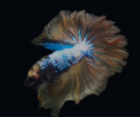 S027 Live Betta Fish Male High Quality Over Halfmoon Yellow Fancy(MKP-478) What you see is what you get! (Copy)