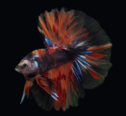 S078 Live Betta Fish Male High Quality Over Halfmoon Koi Galaxy(MKP-480) What you see is what you get!