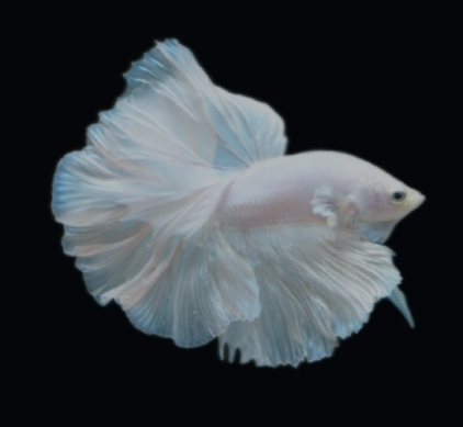 S091 Live Betta Fish Male High Quality Over Halfmoon White Dumbo(MKP-487) What you see is what you get! (Copy)