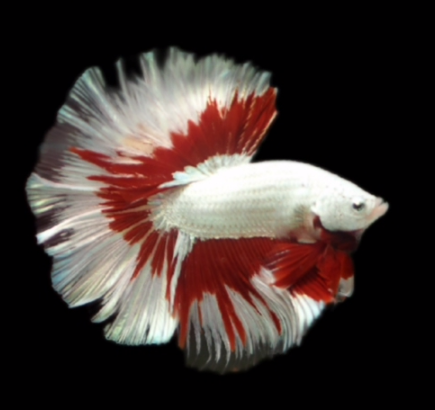S097 Live Betta Fish Male High Quality Over Halfmoon White Dumbo(MKP-492) What you see is what you get!