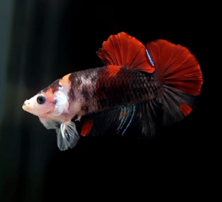 S099 Live Betta Fish Male High Quality Over Halfmoon Plakat (SUW-002) What you see is what you get!