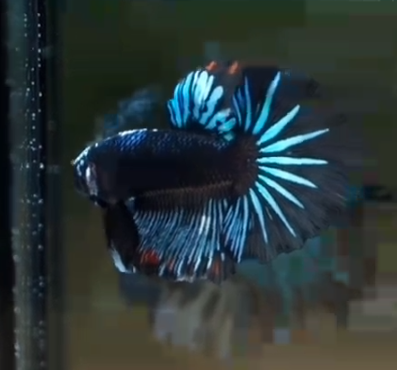 S101 Live Betta Fish Male High Quality Over Halfmoon BLACK GALAXY (MKP-492) What you see is what you get!