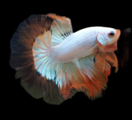 S116 Live Betta Fish Male High Quality Over Halfmoon BLACK GALAXY(MKP-485) What you see is what you get!