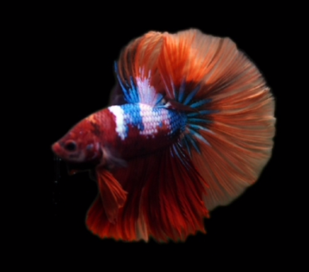 S120 Live Betta Fish Male High Quality Over Halfmoon Nemo Fancy(MKP-477) What you see is what you get! (Copy)