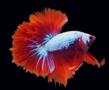 S131 Live Betta Fish Male High Quality Over Halfmoon Red Dragon(MKP-489) What you see is what you get!