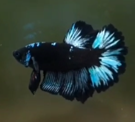 S205 Live Betta Fish Male High Quality Over Halfmoon Black Galaxy(MKP-491) What you see is what you get!