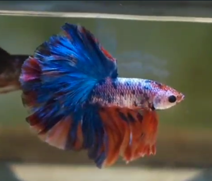 S207 Live Betta Fish Male High Quality Over Halfmoon Fancy Marble(MKP-486) What you see is what you get!