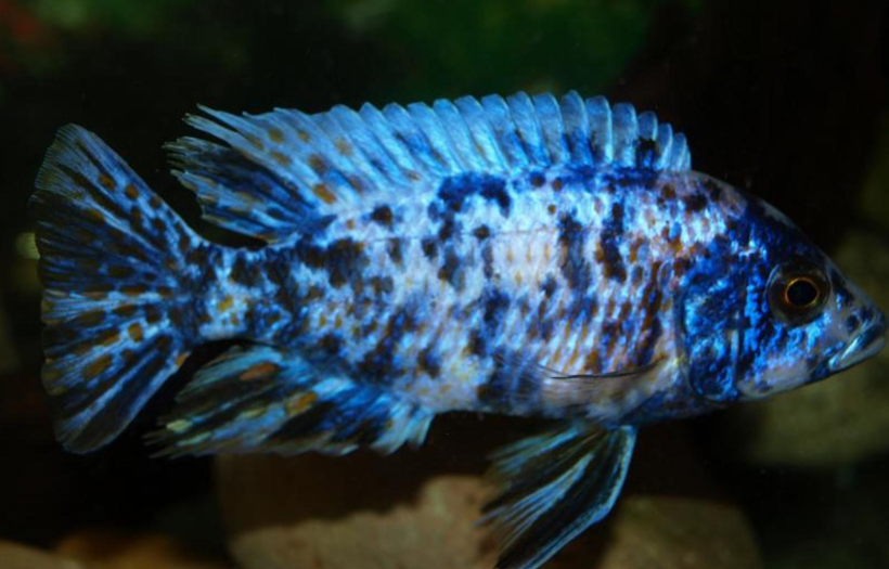 Live Freshwater Aquarium Blueberry OB Peacock African Cichlid (Aulonocara sp.) (CHD-110) U029