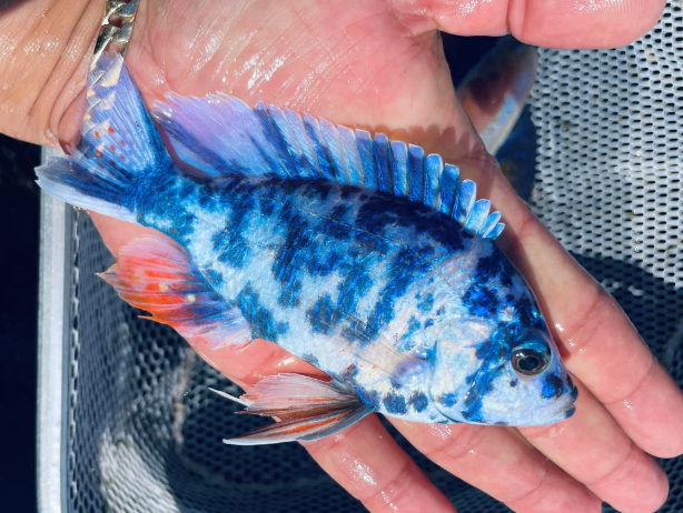 Live Freshwater Aquarium Blueberry OB Peacock African Cichlid (Aulonocara sp.) (CHD-110) U029