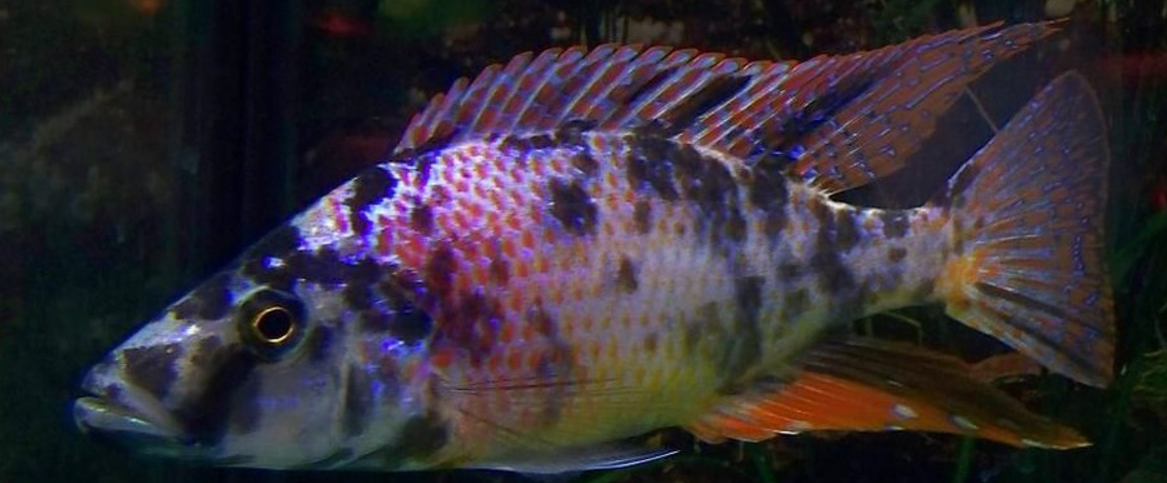 Live Fish African Cichlid OB Compressiceps (Dimidiodichromis Compressiceps OB)(CHD-119) U030