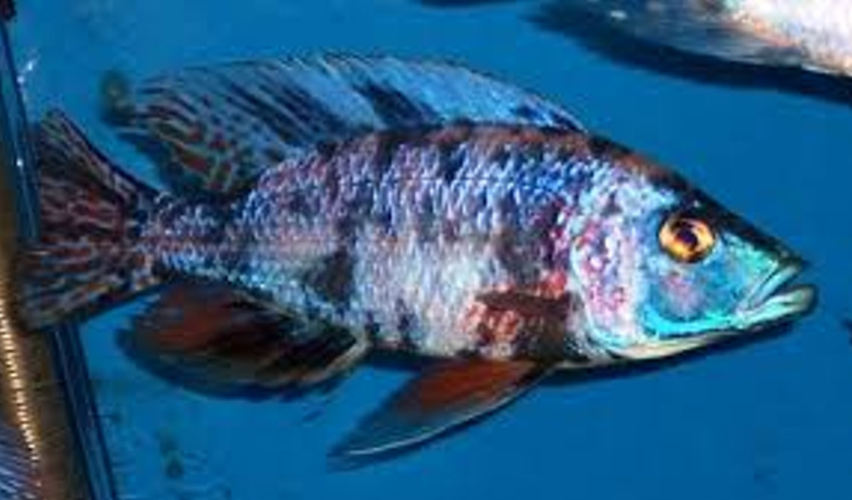 Live Fish African Cichlid OB Compressiceps (Dimidiodichromis Compressiceps OB)(CHD-119) U030