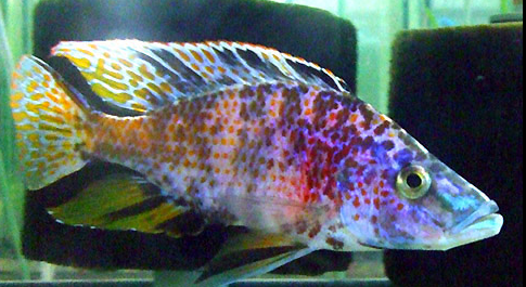 Live Fish African Cichlid OB Compressiceps (Dimidiodichromis Compressiceps OB)(CHD-119) U030