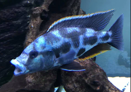 Live African Cichlid Livingstoni Cichlid (Nimbochromis livingstonii)(CHD-125) U037