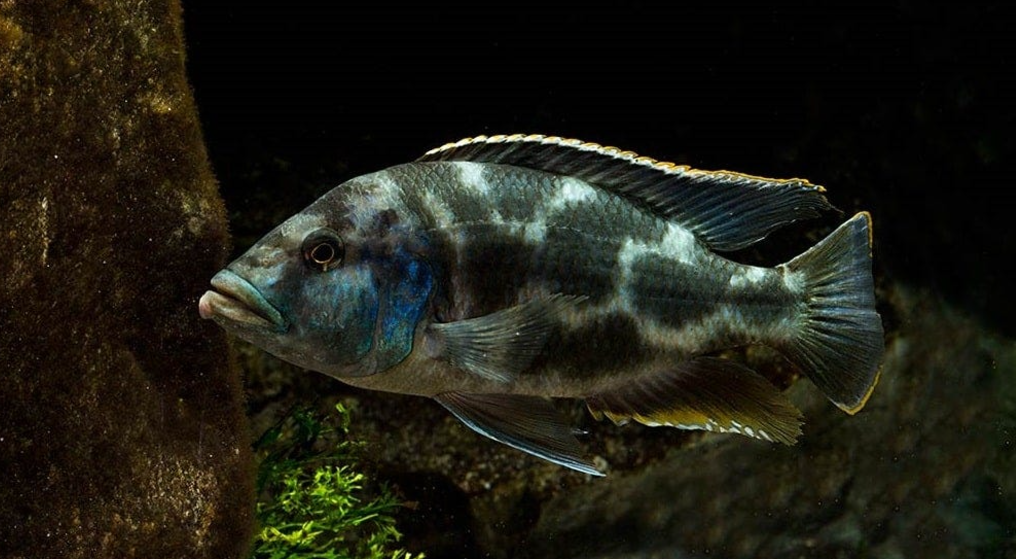 Live African Cichlid Livingstoni Cichlid (Nimbochromis livingstonii)(CHD-125) U037