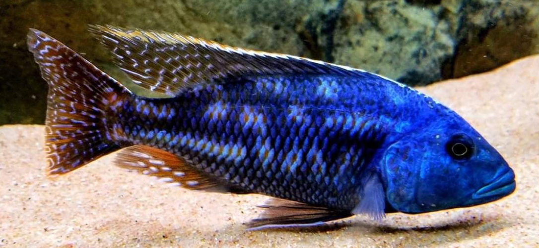 Live Fish African Cichlid Fusco Cichlid (Nimbochromis Fuscotaeniatus)(CHD-135) U007