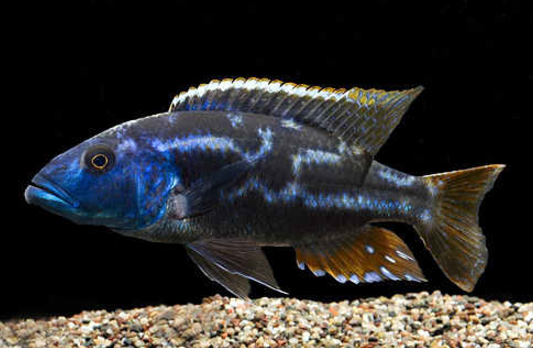 Live Fish African Cichlid Fusco Cichlid (Nimbochromis Fuscotaeniatus)(CHD-135) U007