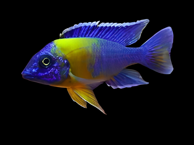 Live African Cichlid Yellow Shoulder/Bi Color Peacock (Aulonocara Maulana) (CHD-128) U024