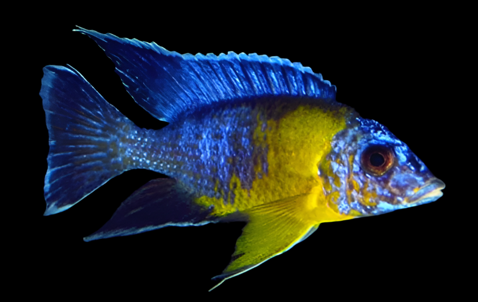 Live African Cichlid Yellow Shoulder/Bi Color Peacock (Aulonocara Maulana) (CHD-128) U024