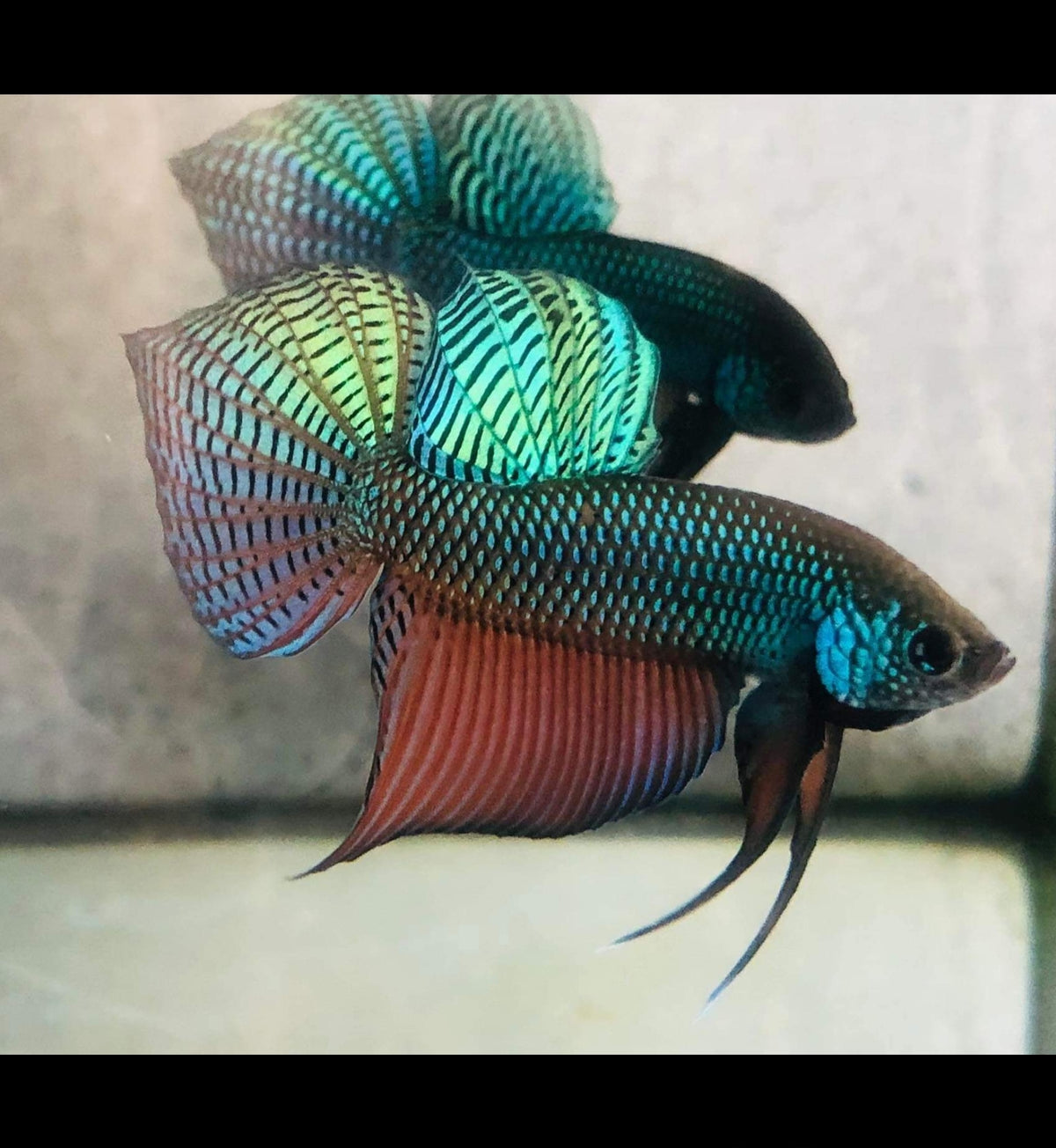 Betta smaragdina sale for sale