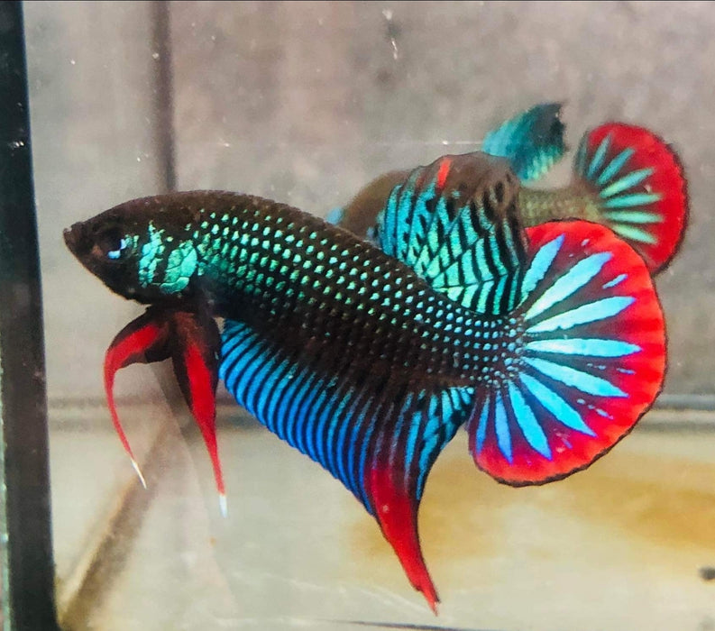 Live Wild Betta Male Imbellis Green/Red (CBM-1064)Our Choice BUY 4 GET 1 FREE MIX & MATCH