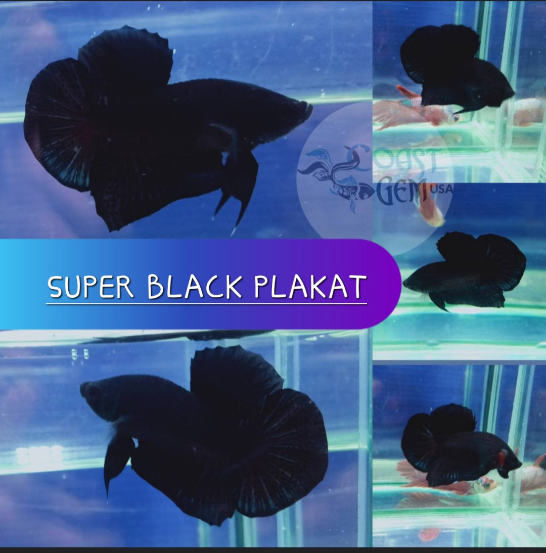 (CBM-055) Premium Super Black Plakat Male bettas