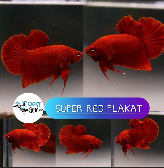 Live Freshwater High Quality Super Red Plakat Male bettas (CBM-003-Red)