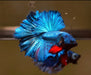 mascot Blue Halfmoon Male Betta rosetail