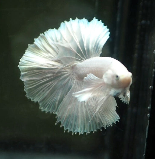 White Dumbo ear Pegasus Halfmoon Rosetail Male Betta