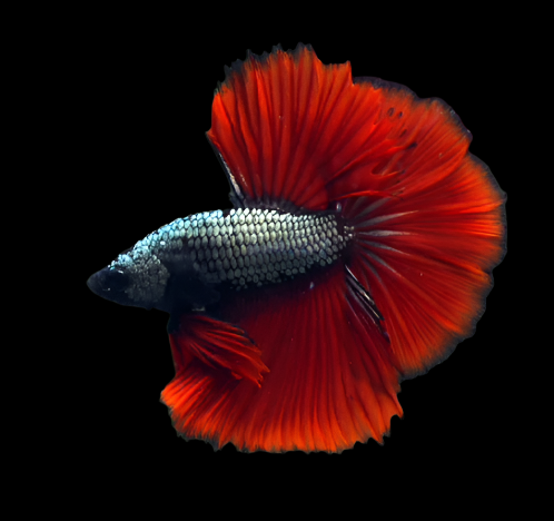 Silver Dragon Red Devil Rosetail Halfmoon Male Betta