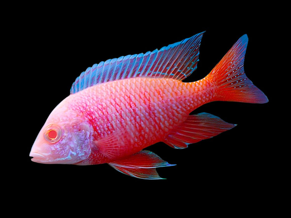 Live Freshwater African Cichlid Albino Red Peacock (CHD-164)U006