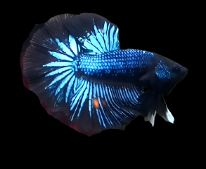 Super Black Halfmoon Black Light Orchid Male betta