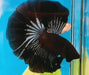 Super Black Halfmoon Star Tail Male Betta 