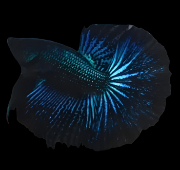 Super Black Halfmoon Black Light Orchid Male betta