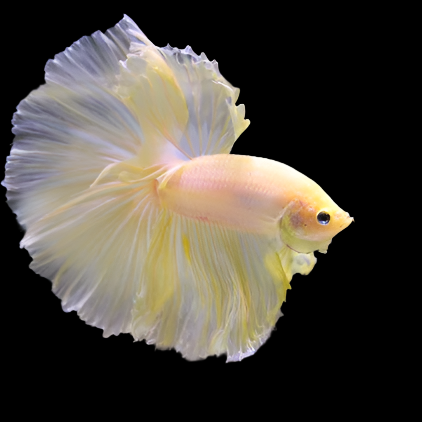 Super Yellow Gold Halfmoon Rosetail Male Betta